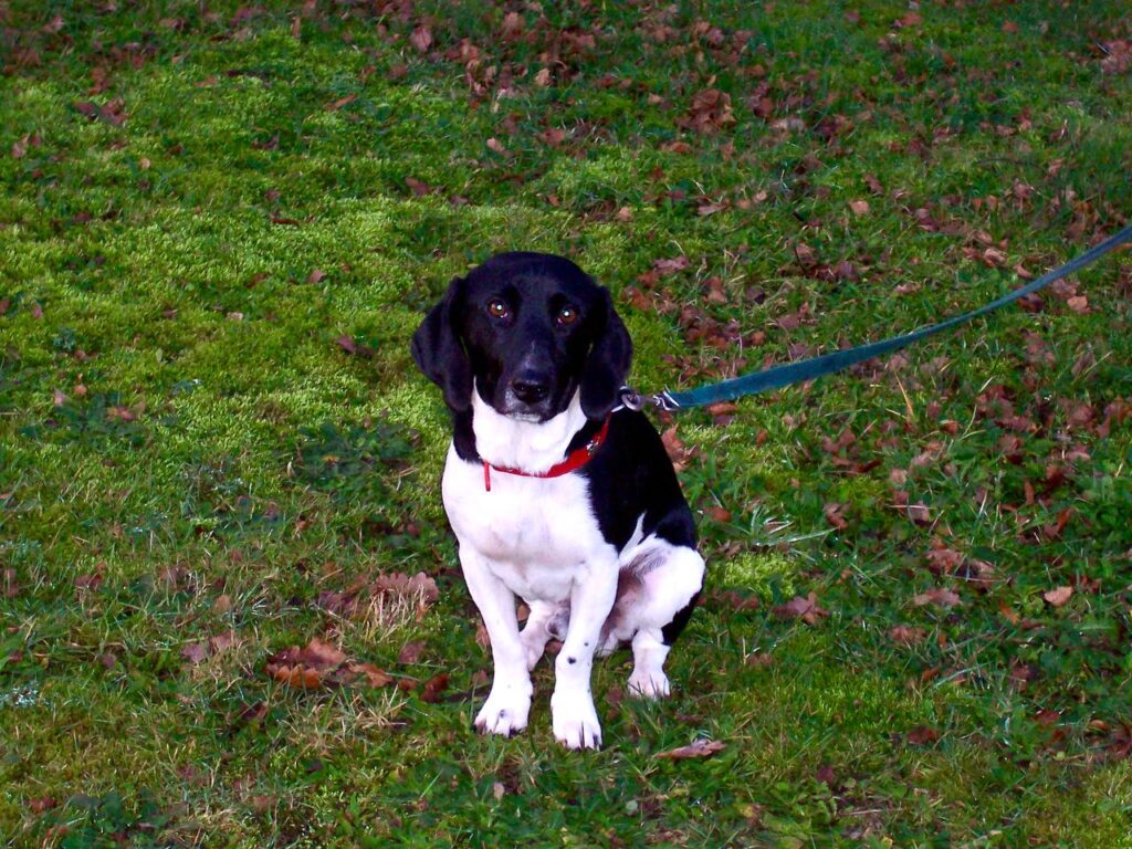 Schwarz-weißer Hund mit wachem Blick – Tierkommunikation mit Doris Voss schafft Vertrauen
