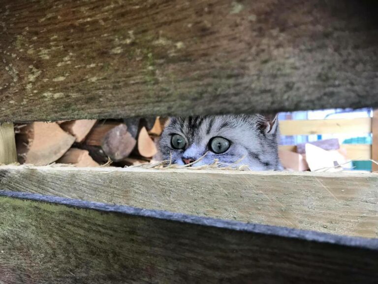 Katze mit wachem Blick – Tierkommunikation mit Doris Voss unterstützt feine Wahrnehmung und Verbindung