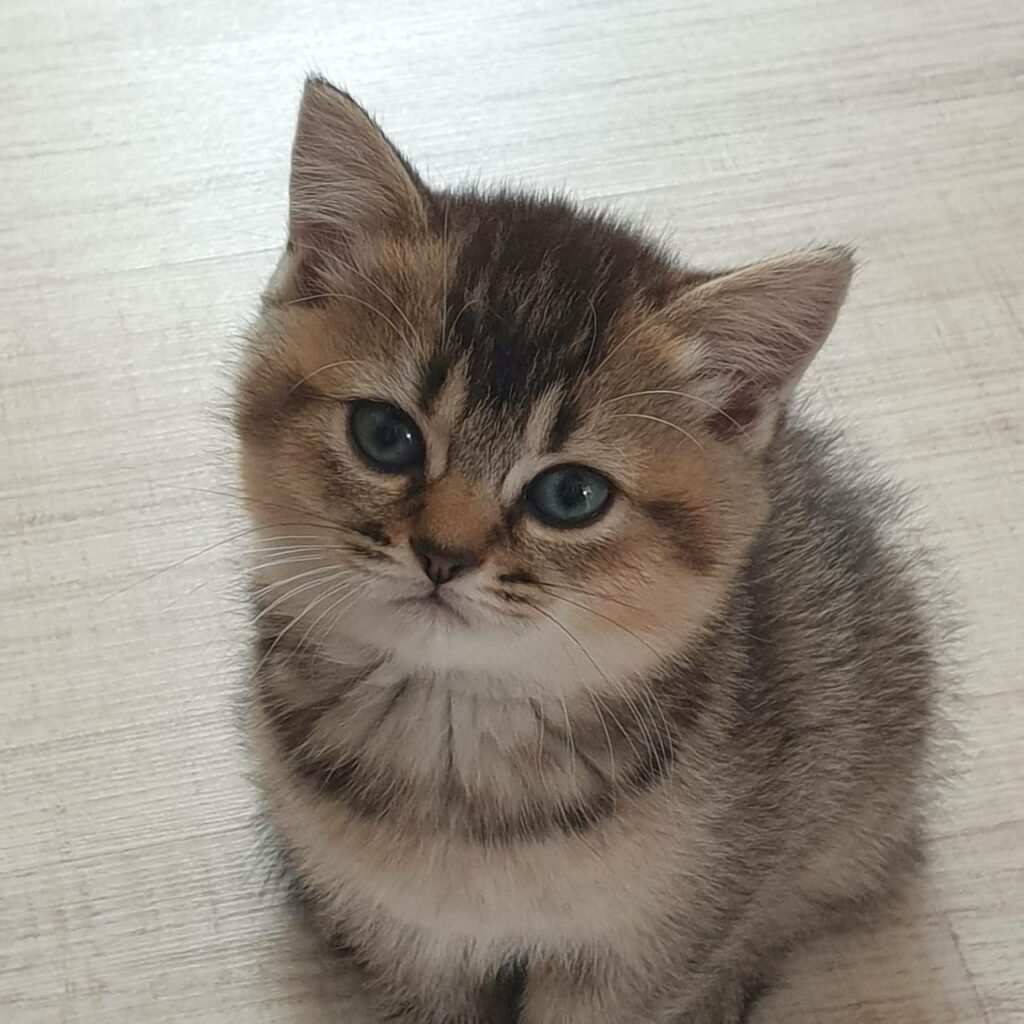 Katze in entspannter Haltung – Tierkommunikation mit Doris Voss bringt Ruhe und Vertrauen