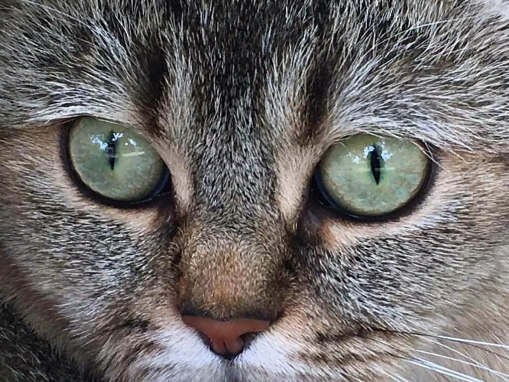 Katze blickt direkt in die Kamera – feinsinnige Tierkommunikation mit Katzen durch Doris Voss