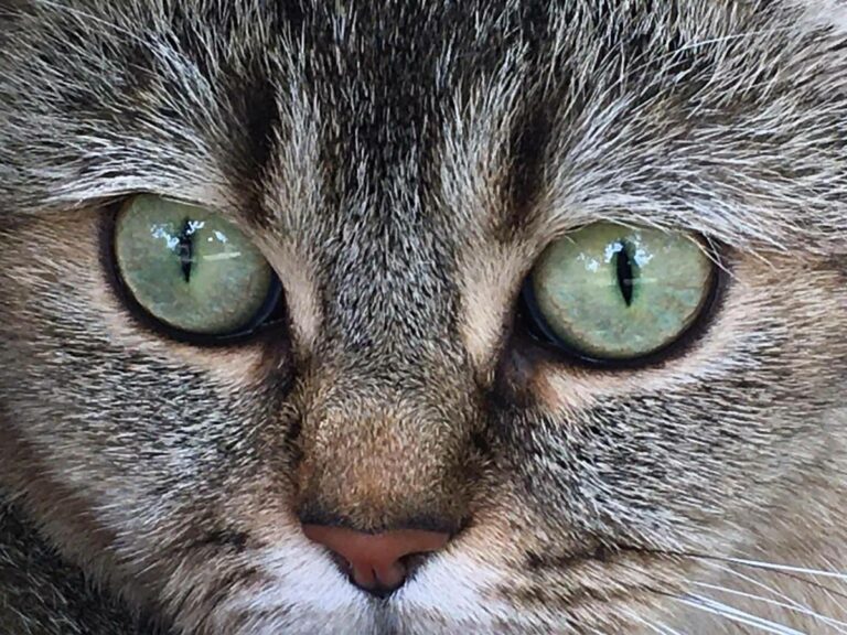 Katze blickt direkt in die Kamera – feinsinnige Tierkommunikation mit Katzen durch Doris Voss