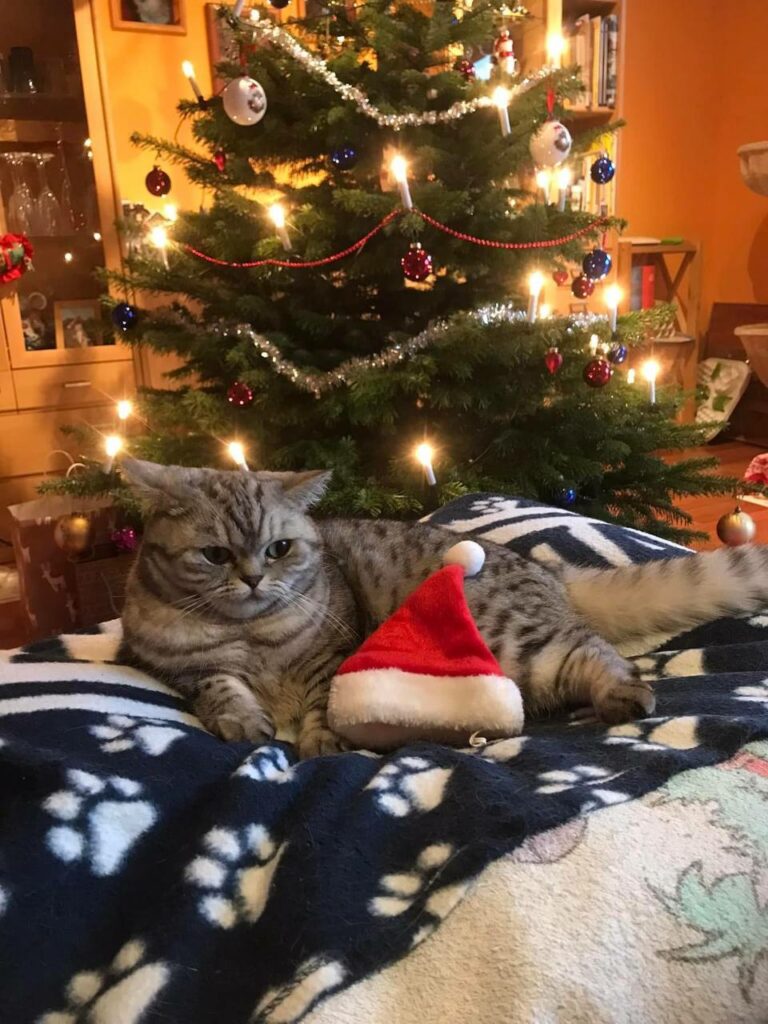 Katze schaut vertrauensvoll in die Kamera – Tierkommunikation mit Doris Voss stärkt die Mensch-Tier-Beziehung