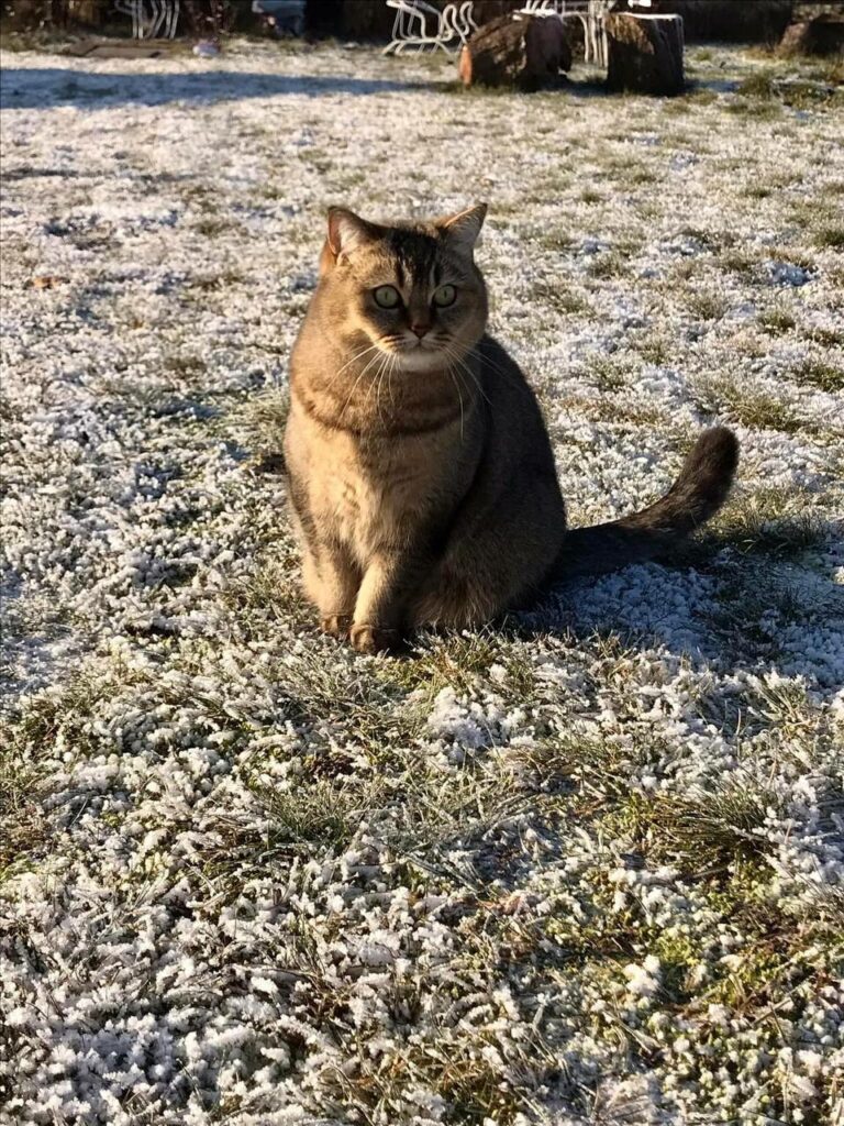 Katze ruht entspannt im Körbchen – heilsame Tierkommunikation mit Doris Voss bringt innere Balance