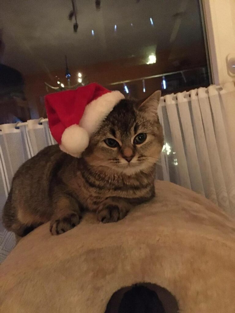 Katze in stiller Beobachtung – Tierkommunikation mit Doris Voss fördert Vertrauen und Verständnis
