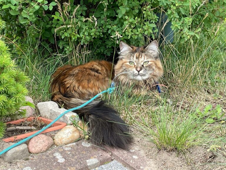 Katze im grünen Gras unter einem Busch – stille Nähe durch Tierkommunikation mit Doris Voss