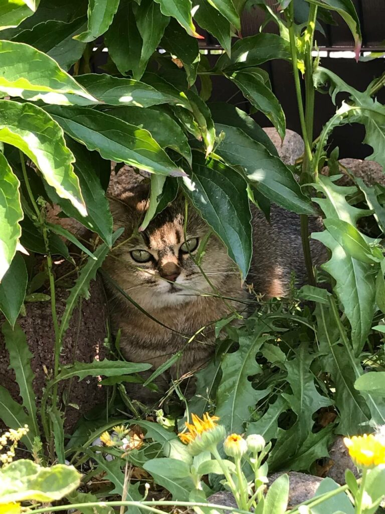 Katze blickt aufmerksam ins Licht – Tierkommunikation mit Doris Voss als Weg zur inneren Klarheit