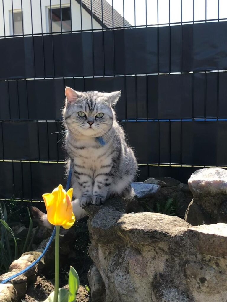 Katze sitzt entspannt in warmem Licht – Tierkommunikation mit Doris Voss schenkt Geborgenheit und Ruhe