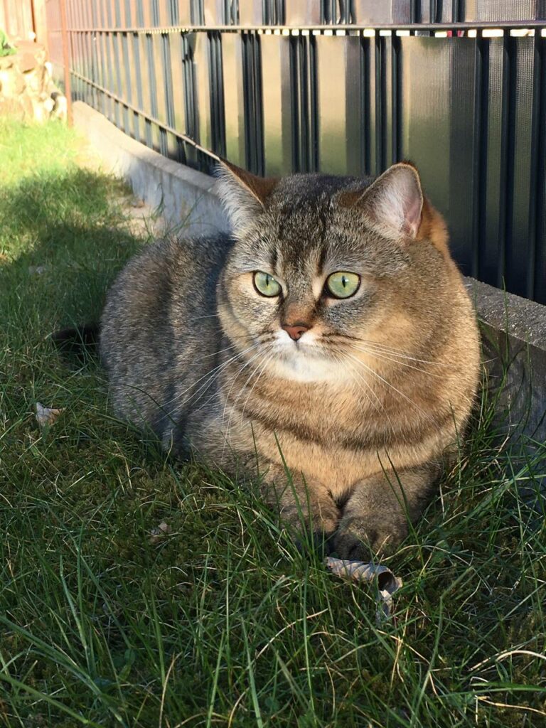 Katze kuschelt sich ins Gras – liebevolle Tierkommunikation mit Doris Voss unterstützt emotionale Heilung