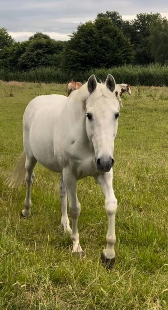 Weißes Pferd auf grüner Wiese – Tierkommunikation mit Pferden durch Doris Voss