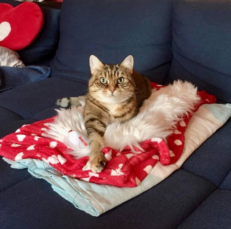 Katze Tequila genießt die Ruhe – Tierkommunikation mit Doris Voss bringt Entspannung und innere Harmonie