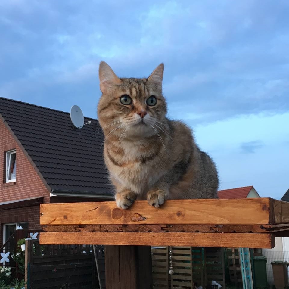 Katze Tequila in vertrauensvoller Nähe – Tierkommunikation mit Doris Voss fördert emotionale Verbindung
