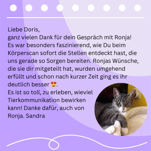 Katze Ronja blickt entspannt – Feedback zur Tierkommunikation Doris Voss
